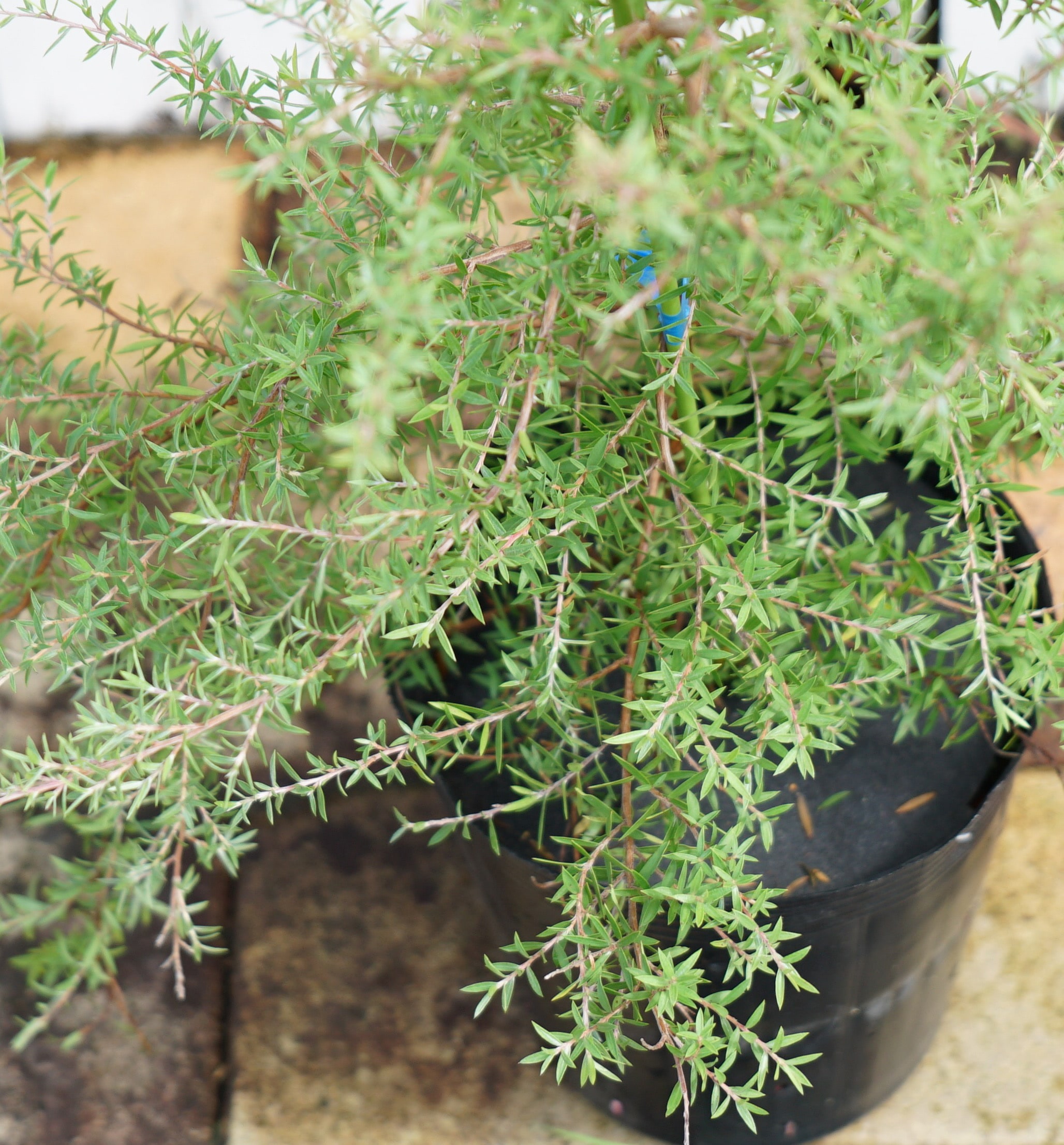 レプトスペルマム マヌカ 3