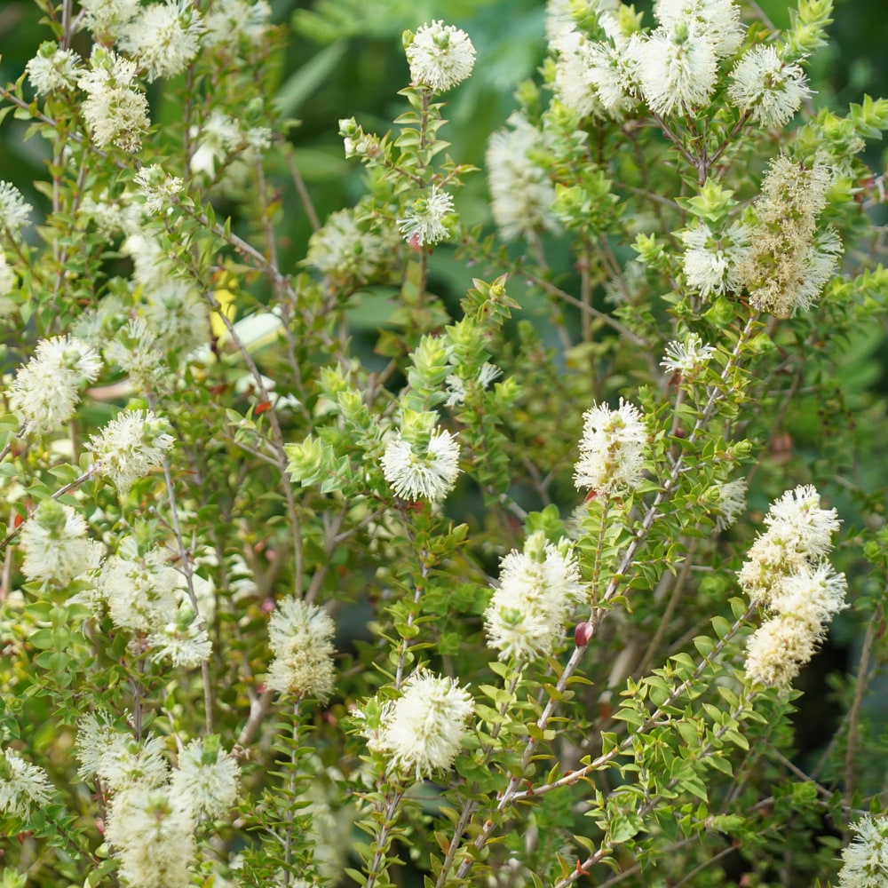 メラレウカ センテッドペーパーバーク 2