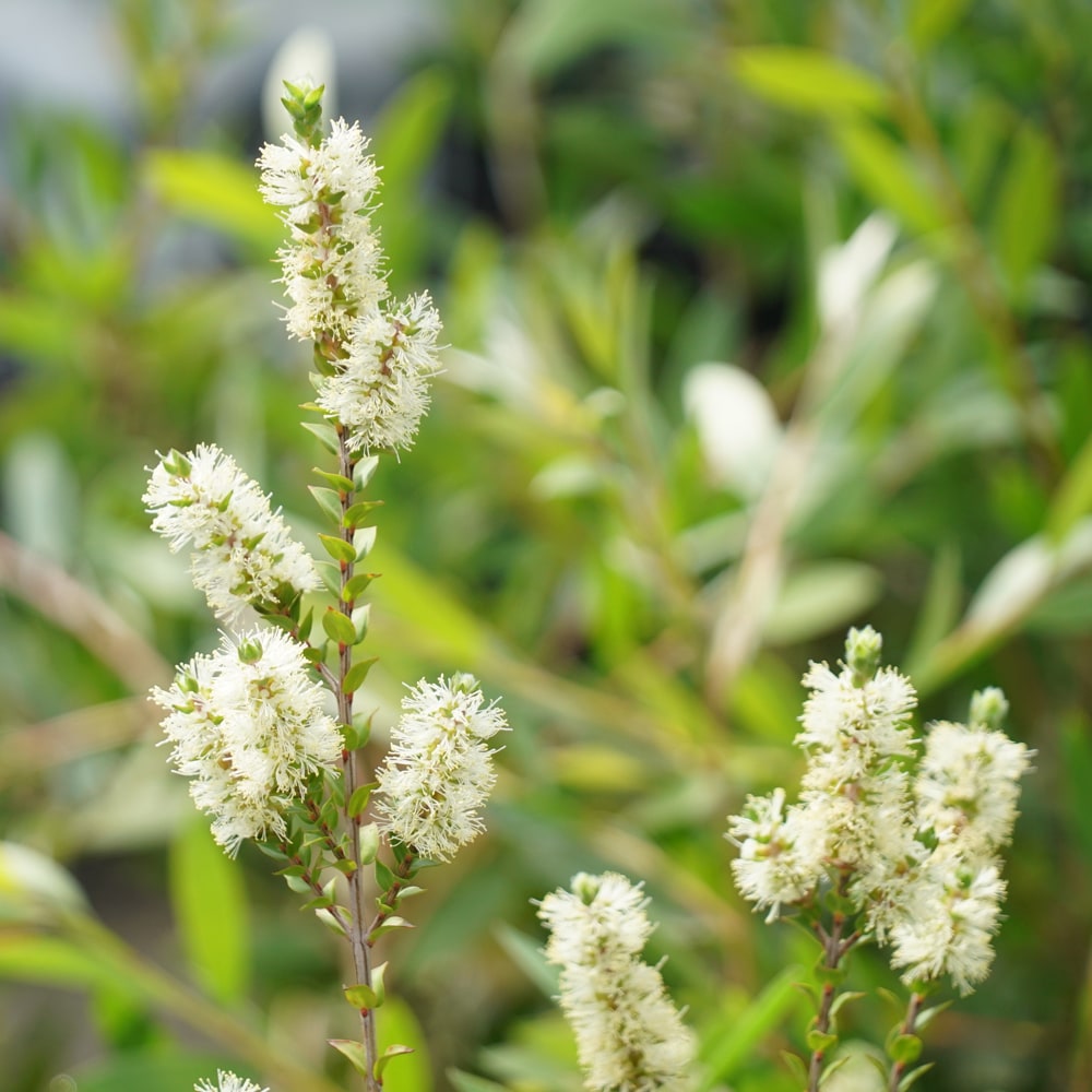 メラレウカ センテッドペーパーバーク 3