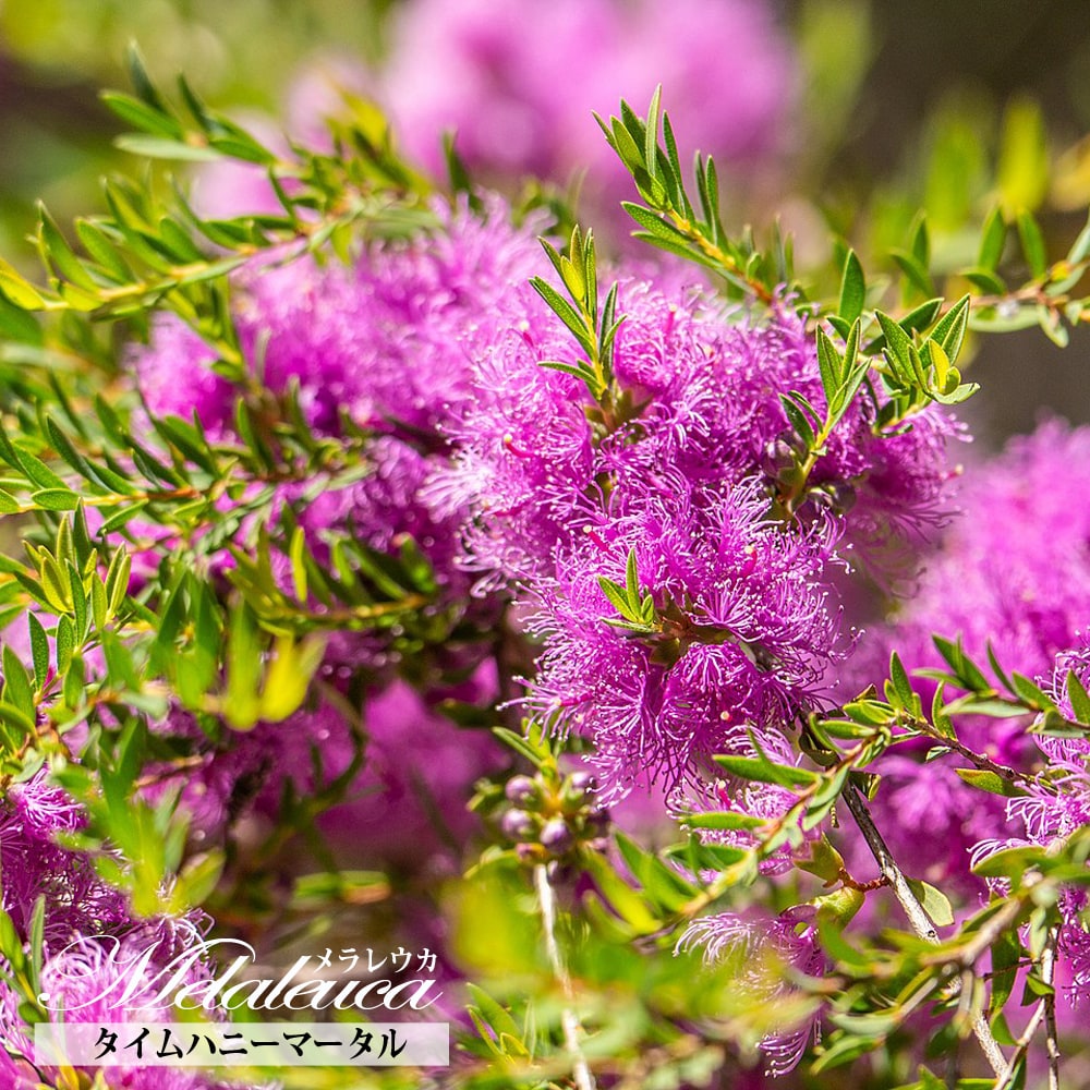 メラレウカ タイムハニーマータル 