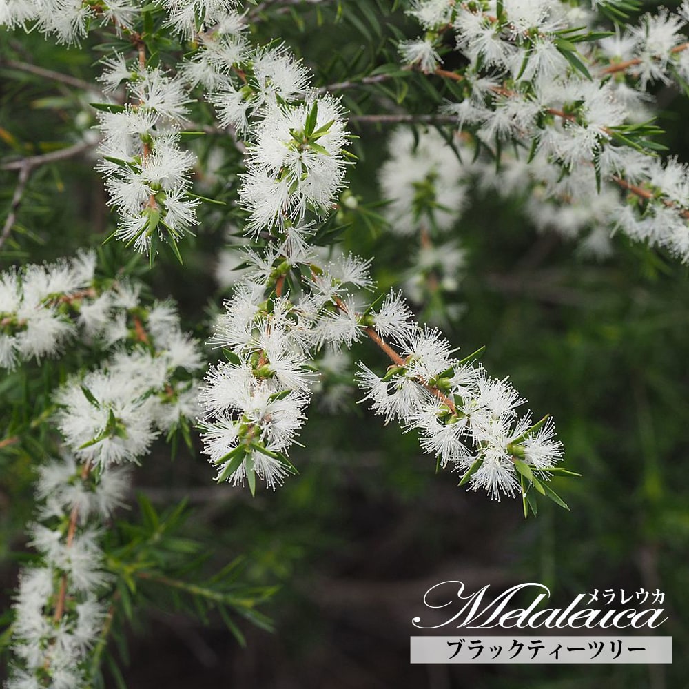 メラレウカ ブラックティーツリー 