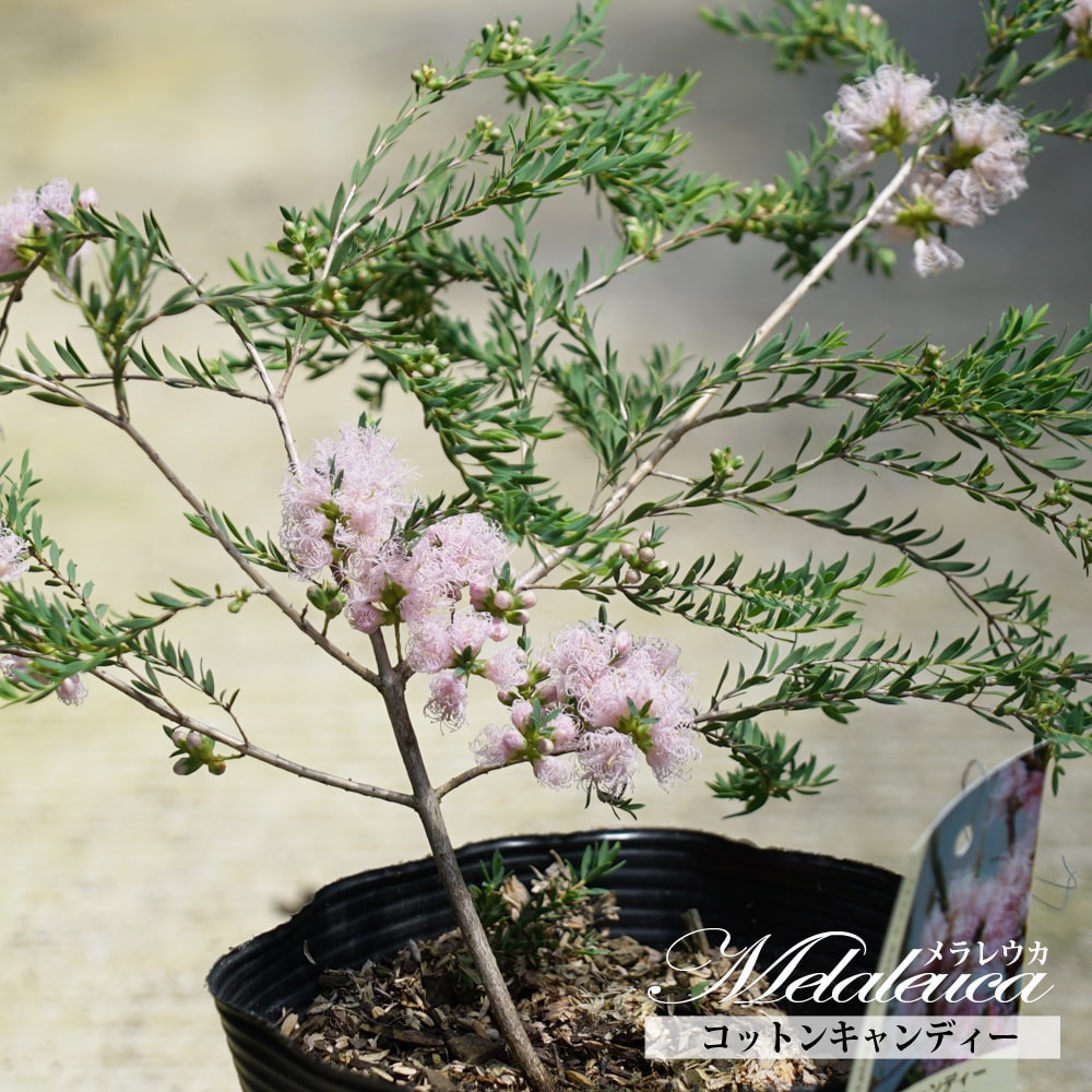 メラレウカ コットンキャンディー 