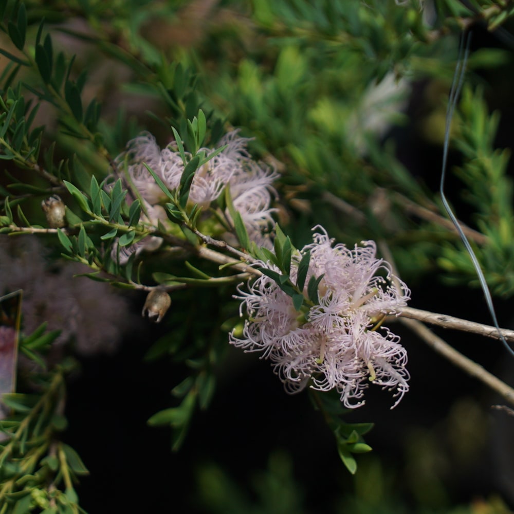メラレウカ コットンキャンディーの花