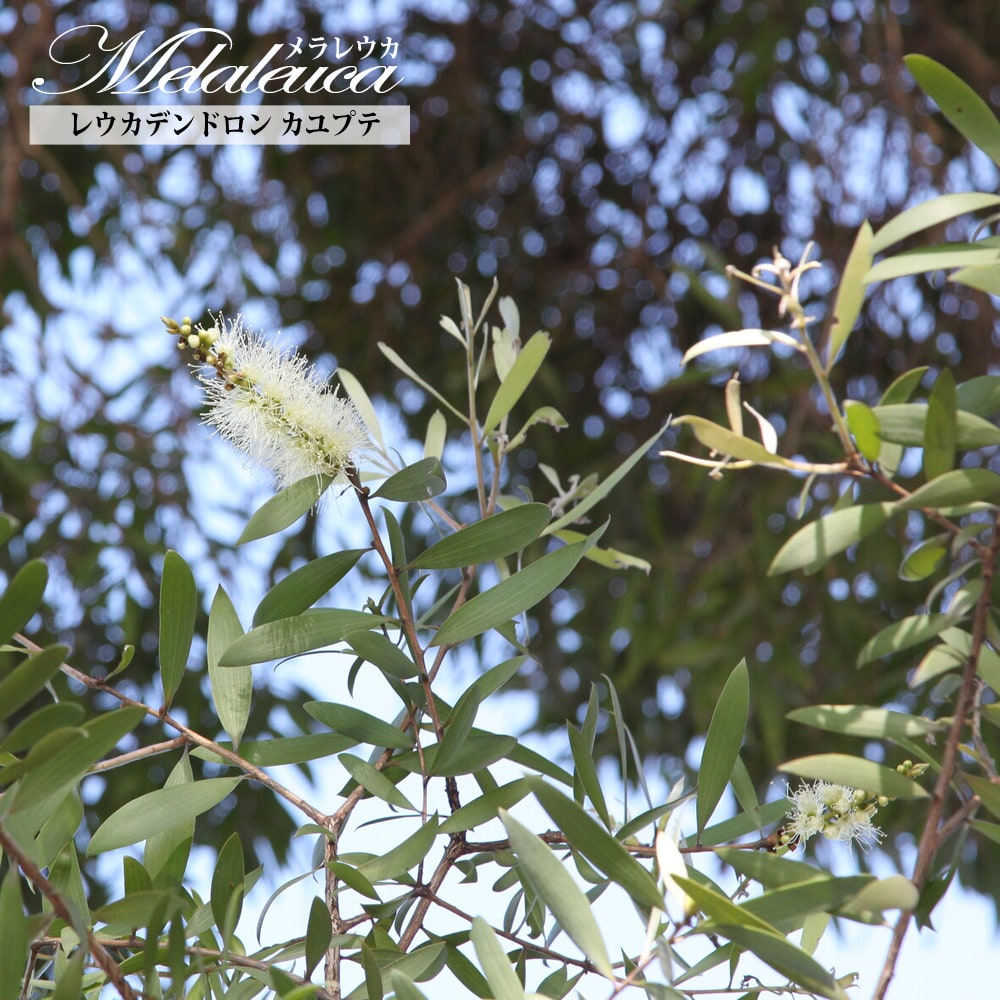 メラレウカ レウカデンドロン カユプテ 2