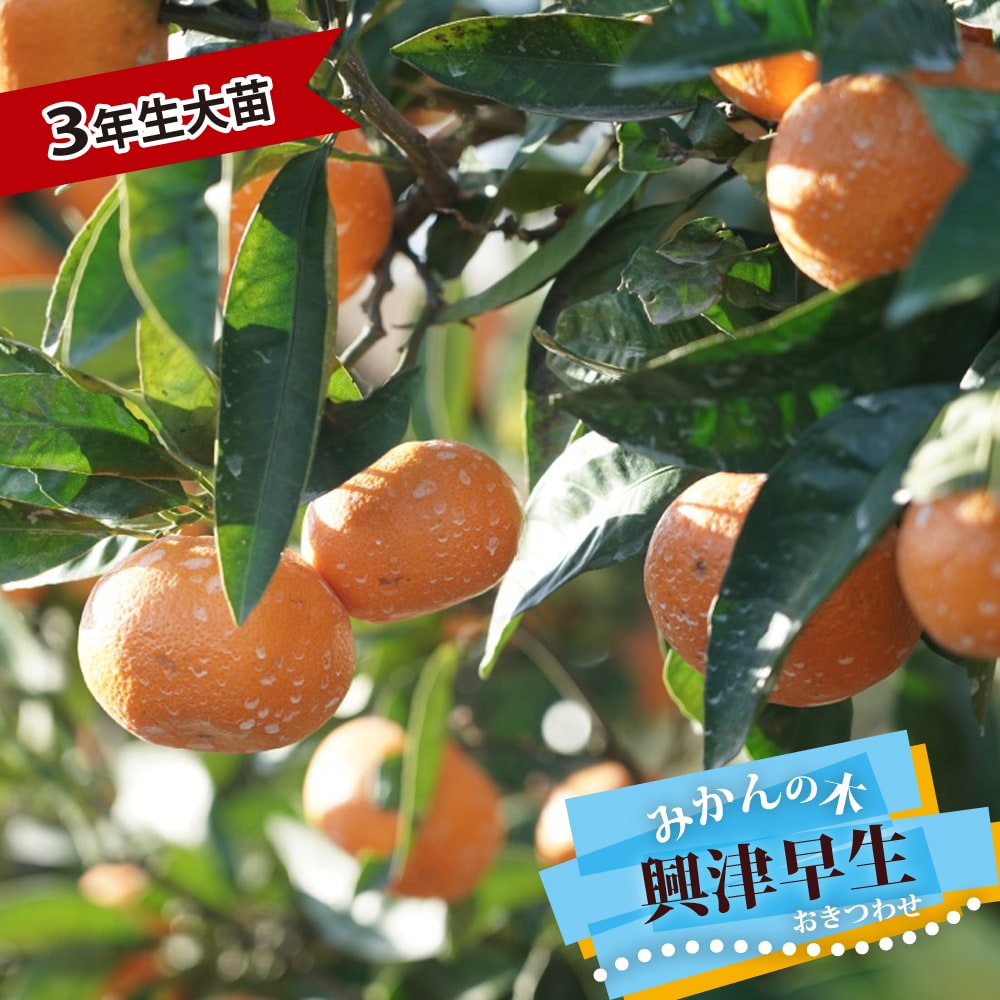 柑橘 興津早生 