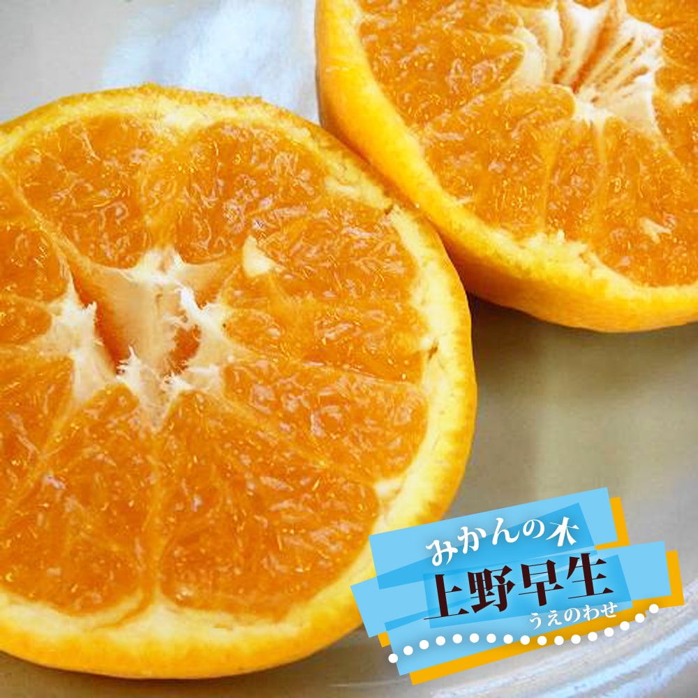 柑橘 上野早生 
