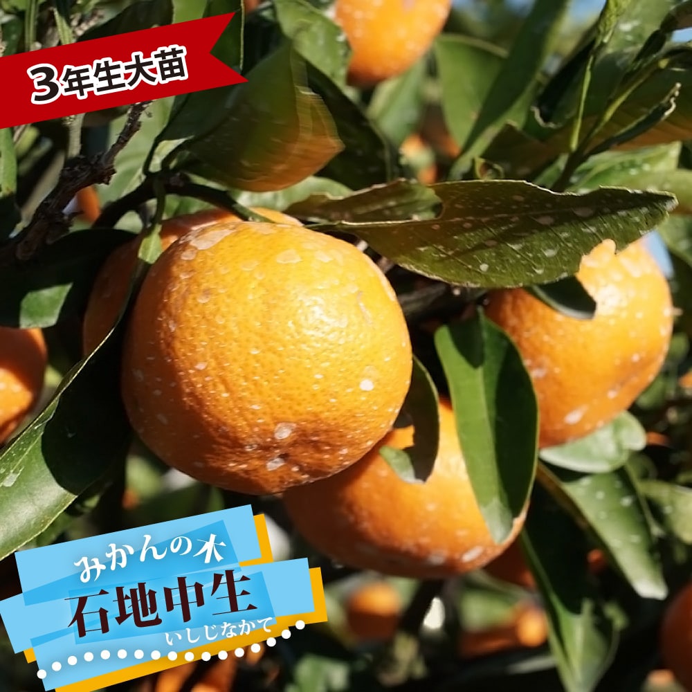 柑橘 石地中生 