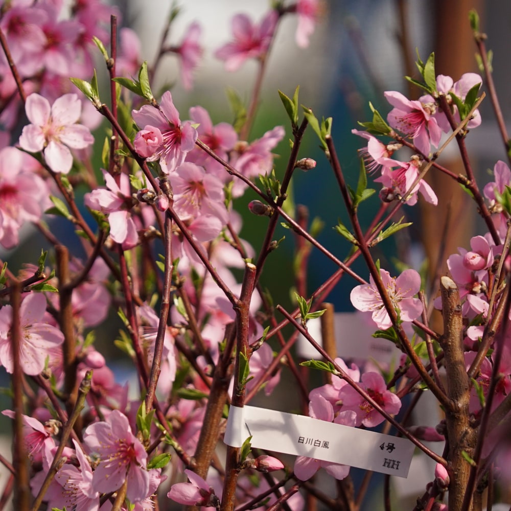 モモ 日川白鳳 1
