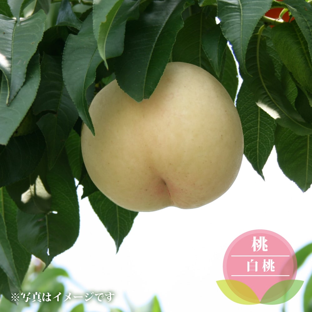 モモ 白桃 本白桃 苗 販売 苗木部 By 花ひろばオンライン