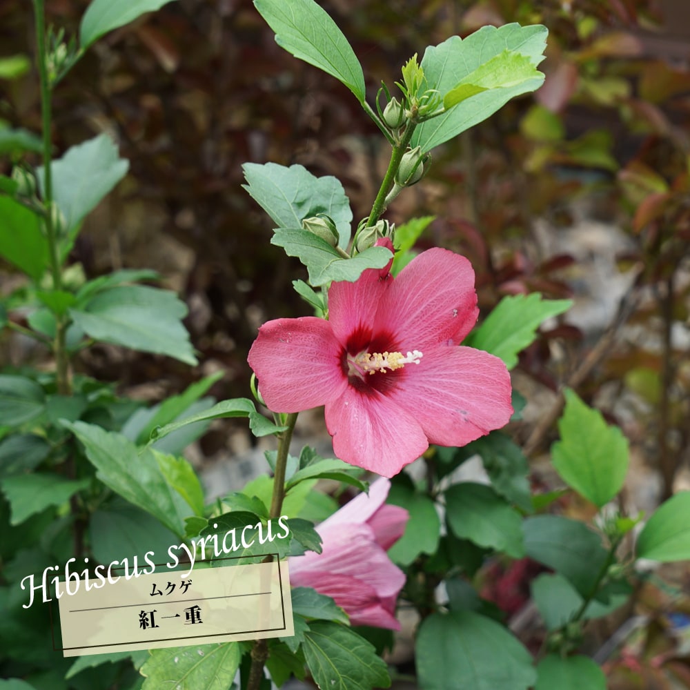 ムクゲ（木槿） 紅一重 