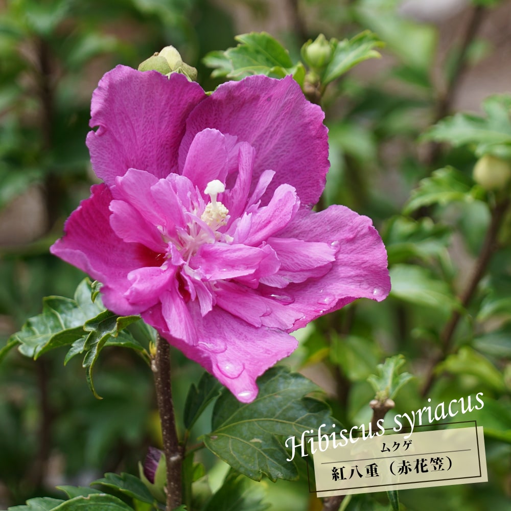 ムクゲ（木槿） 紅八重 