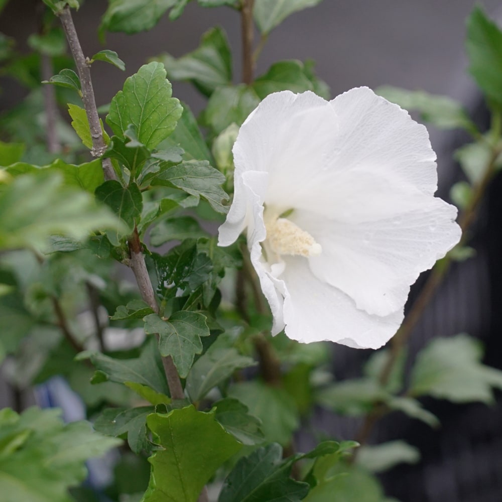 ムクゲ（木槿） 白一重 1