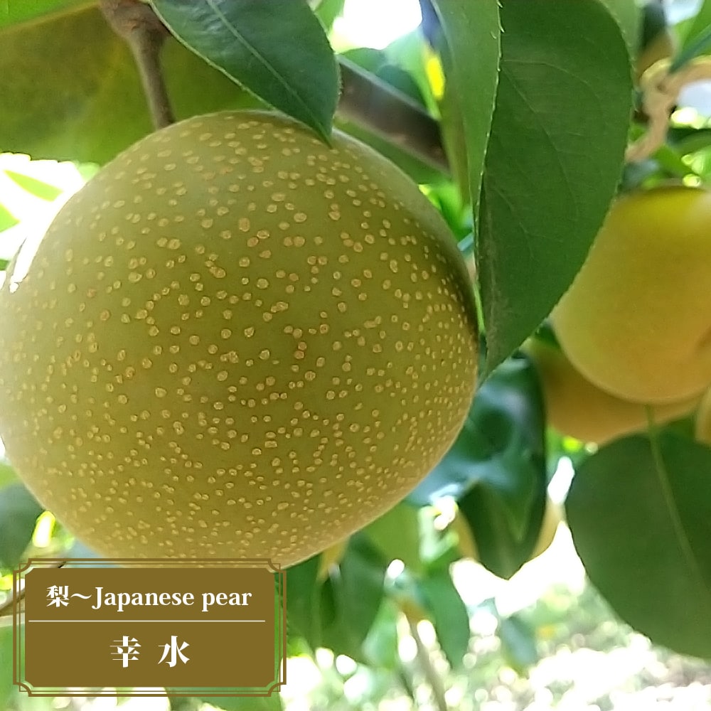 梨 幸水 