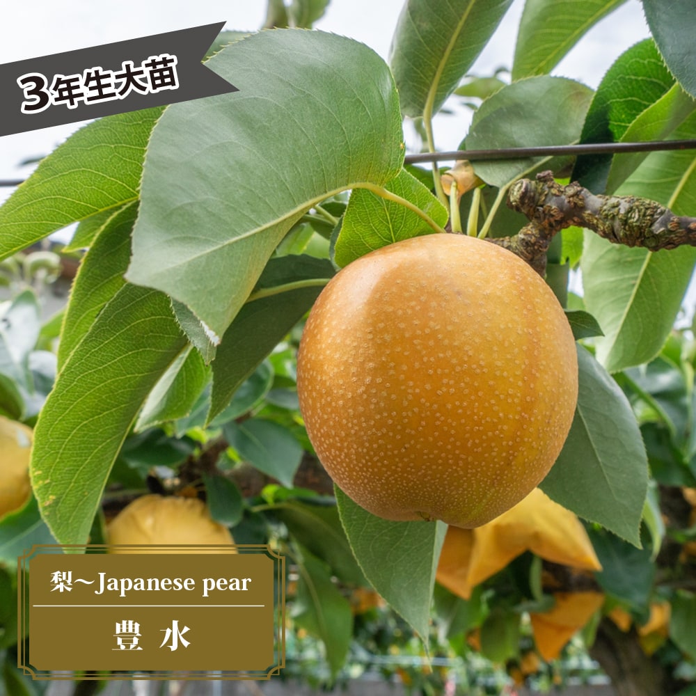 梨 赤ナシ 豊水 苗 育て方 苗木部 By 花ひろばオンライン