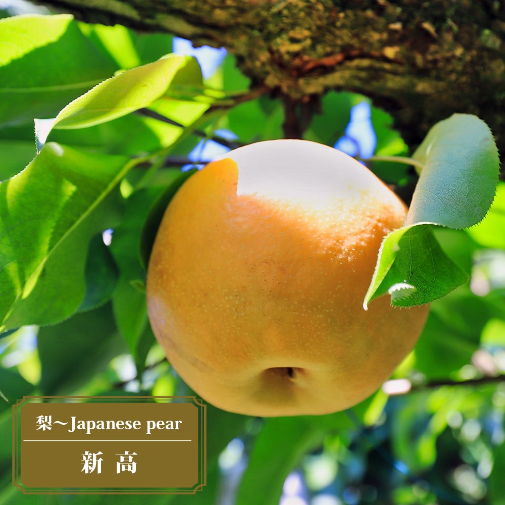 梨 赤ナシ 新高 苗 おすすめ 苗木部 By 花ひろばオンライン