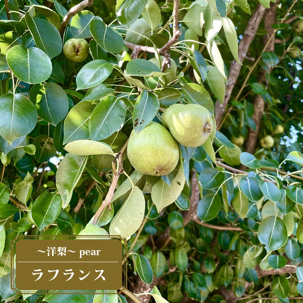 梨 ラフランス 