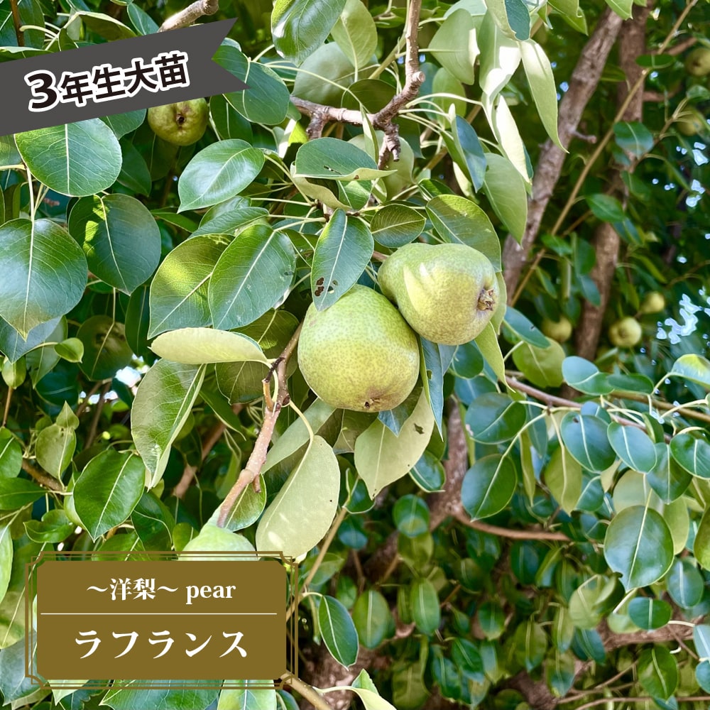梨 ラフランス 