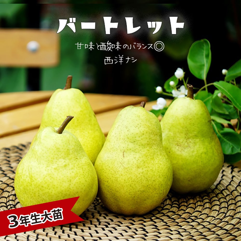 梨 バートレット 