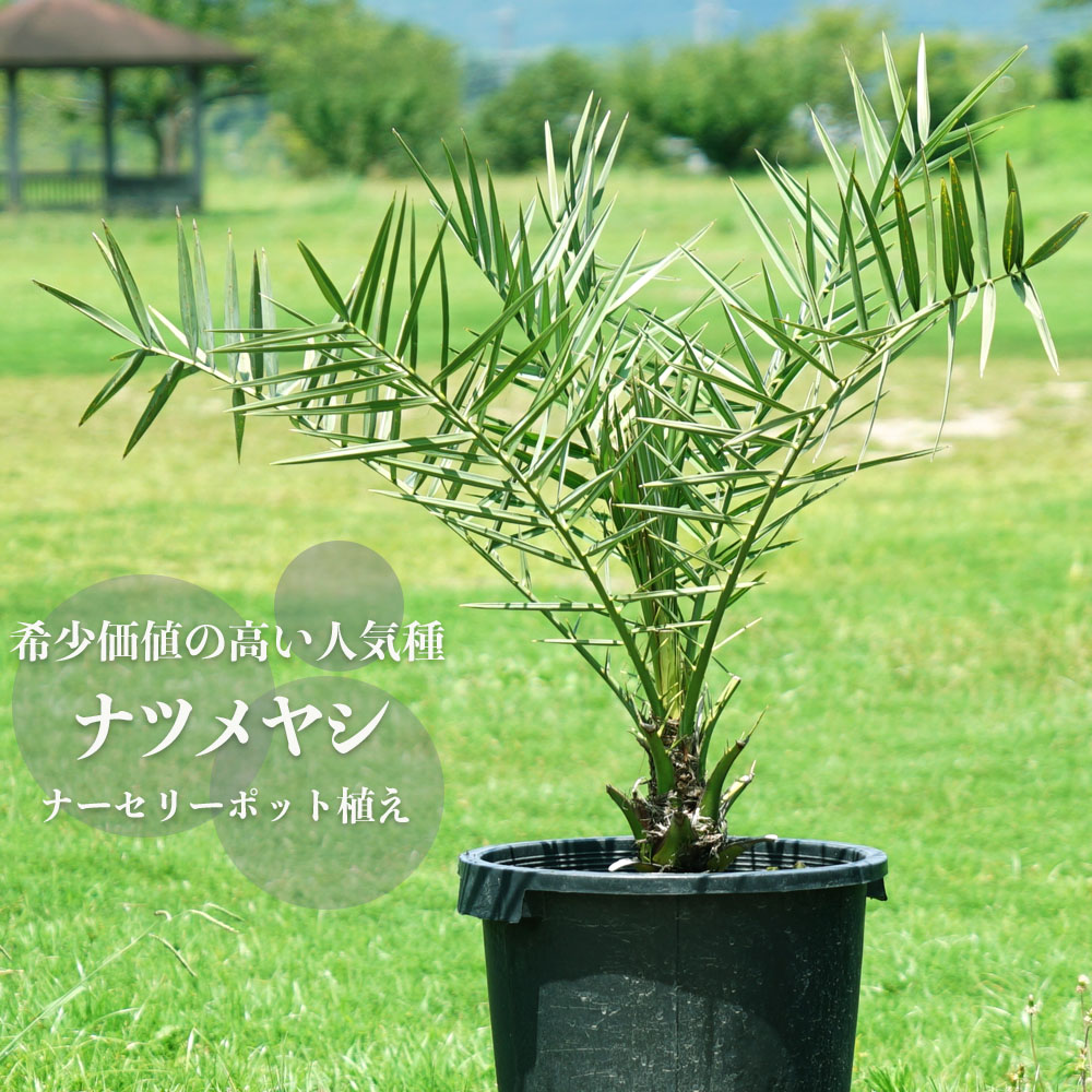 ヤシ ナツメヤシ 