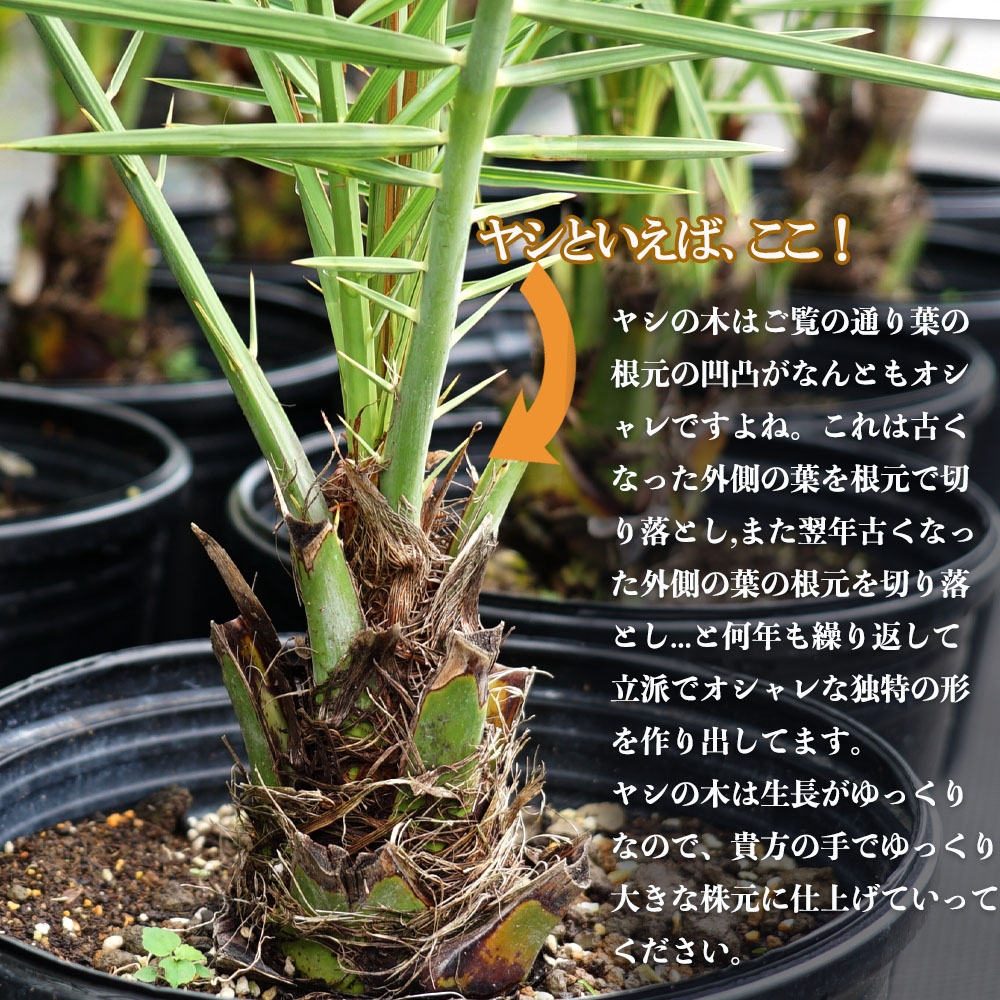 ヤシ ナツメヤシ 4