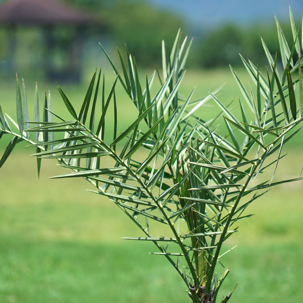 ヤシ ナツメヤシ 5