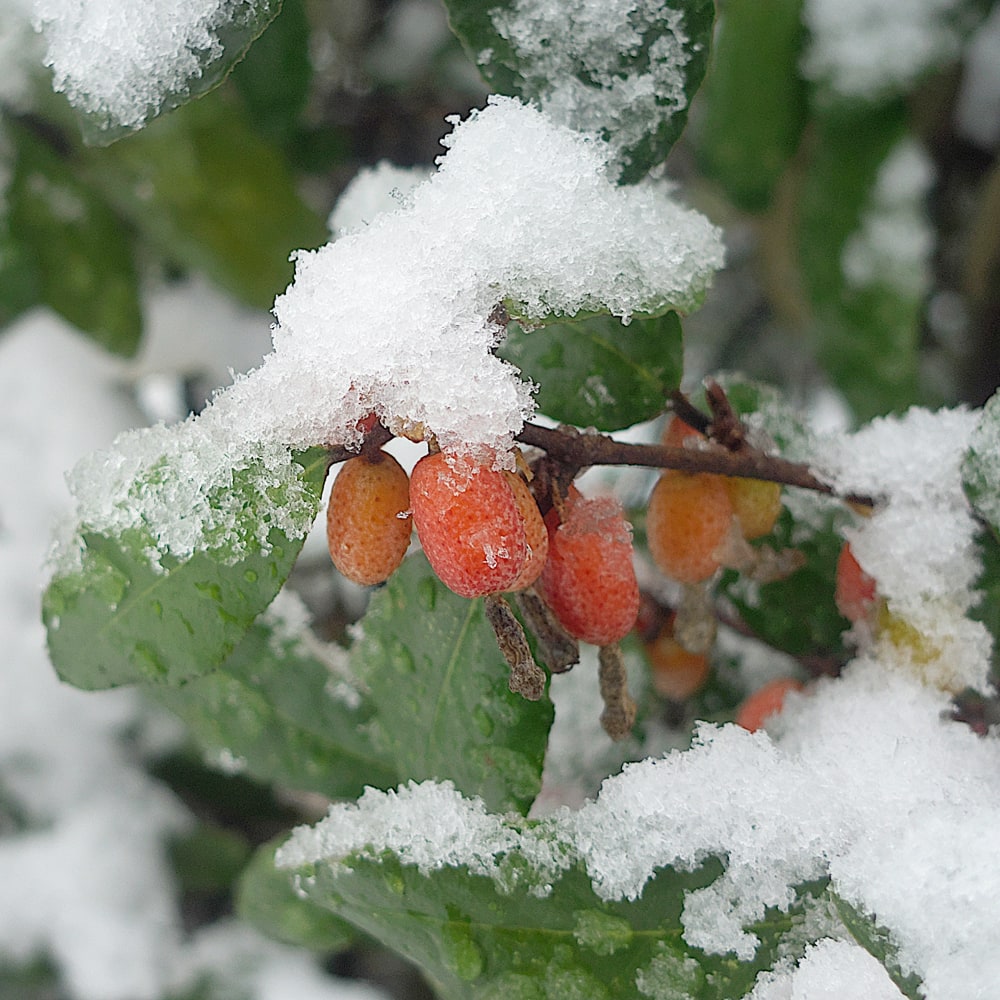 ナワシログミ マリリン 5