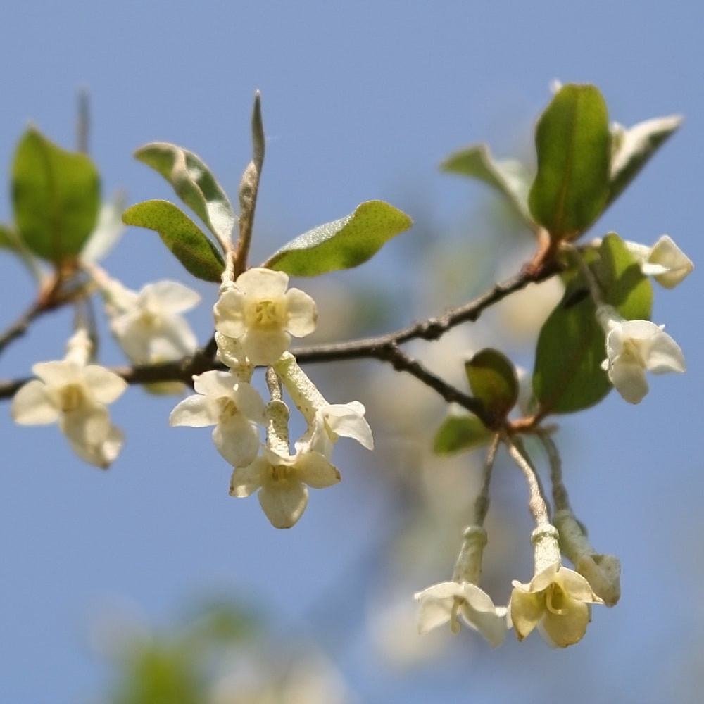 ナワシログミ マリリン 4