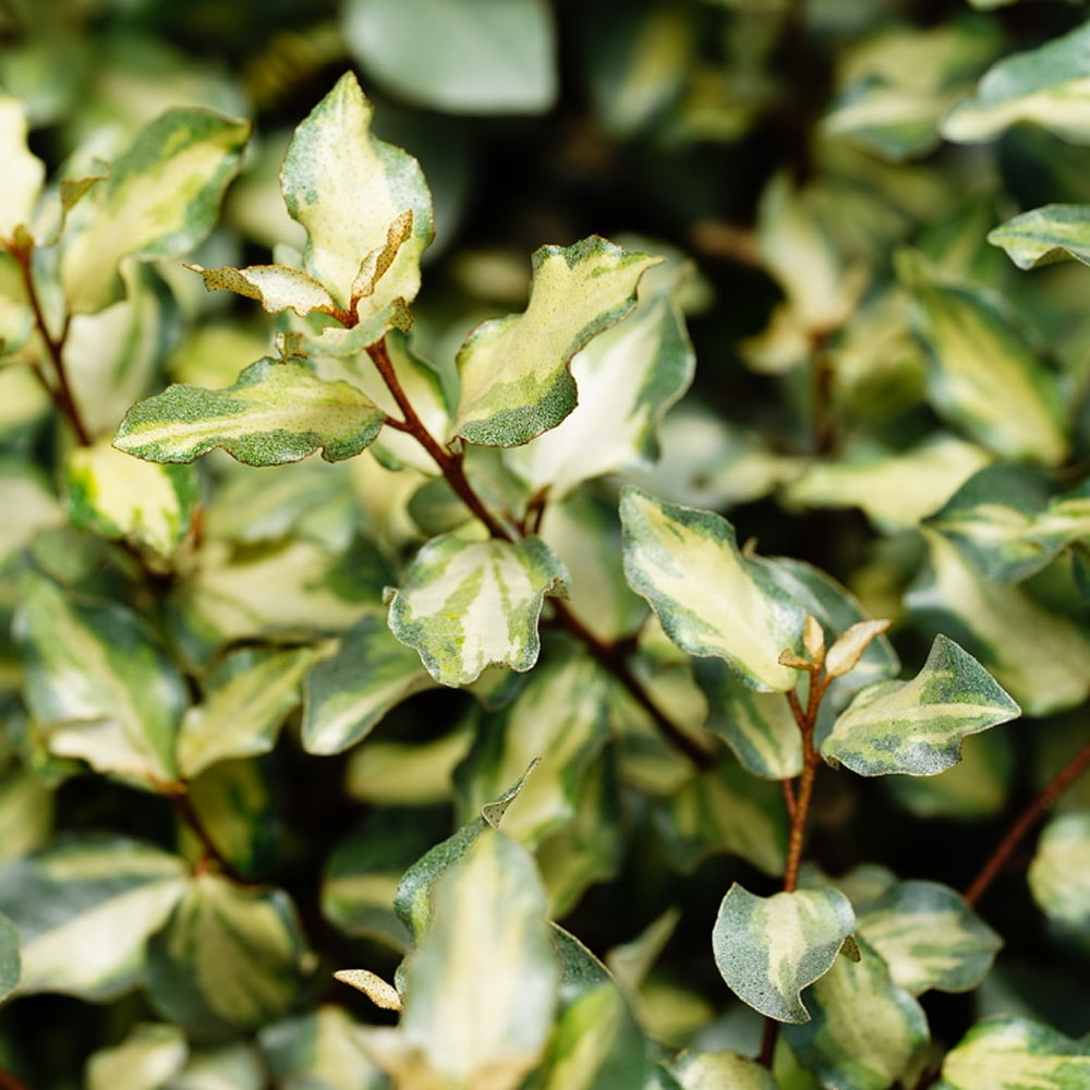 ナワシログミ マリリン 3