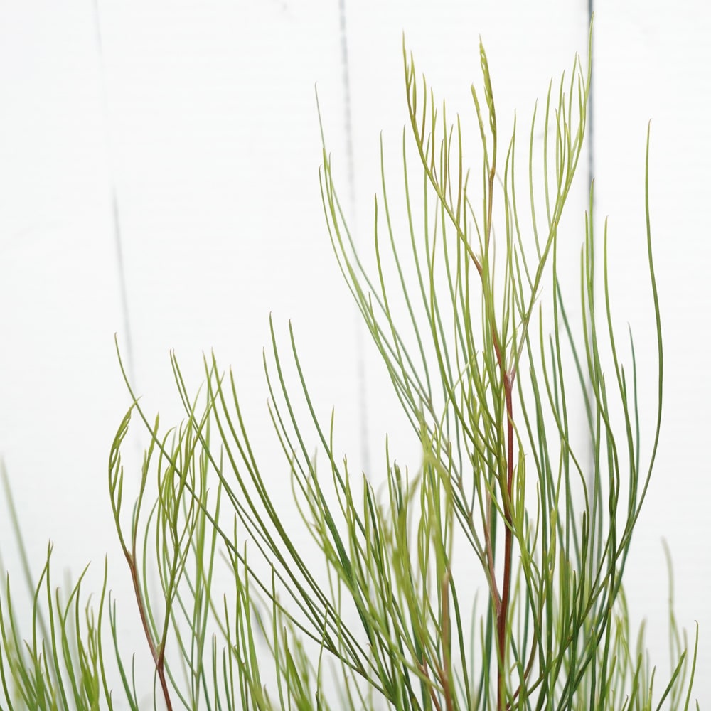 グレビレア キャンデラブロイデス 1