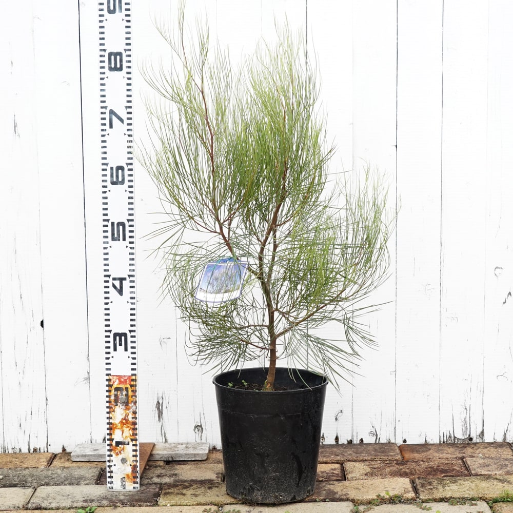 グレビレア キャンデラブロイデス 