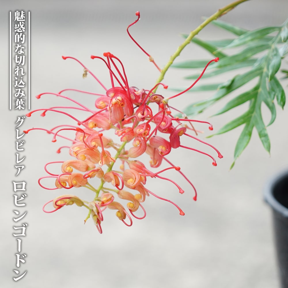 グレビレア ロビンゴードン 