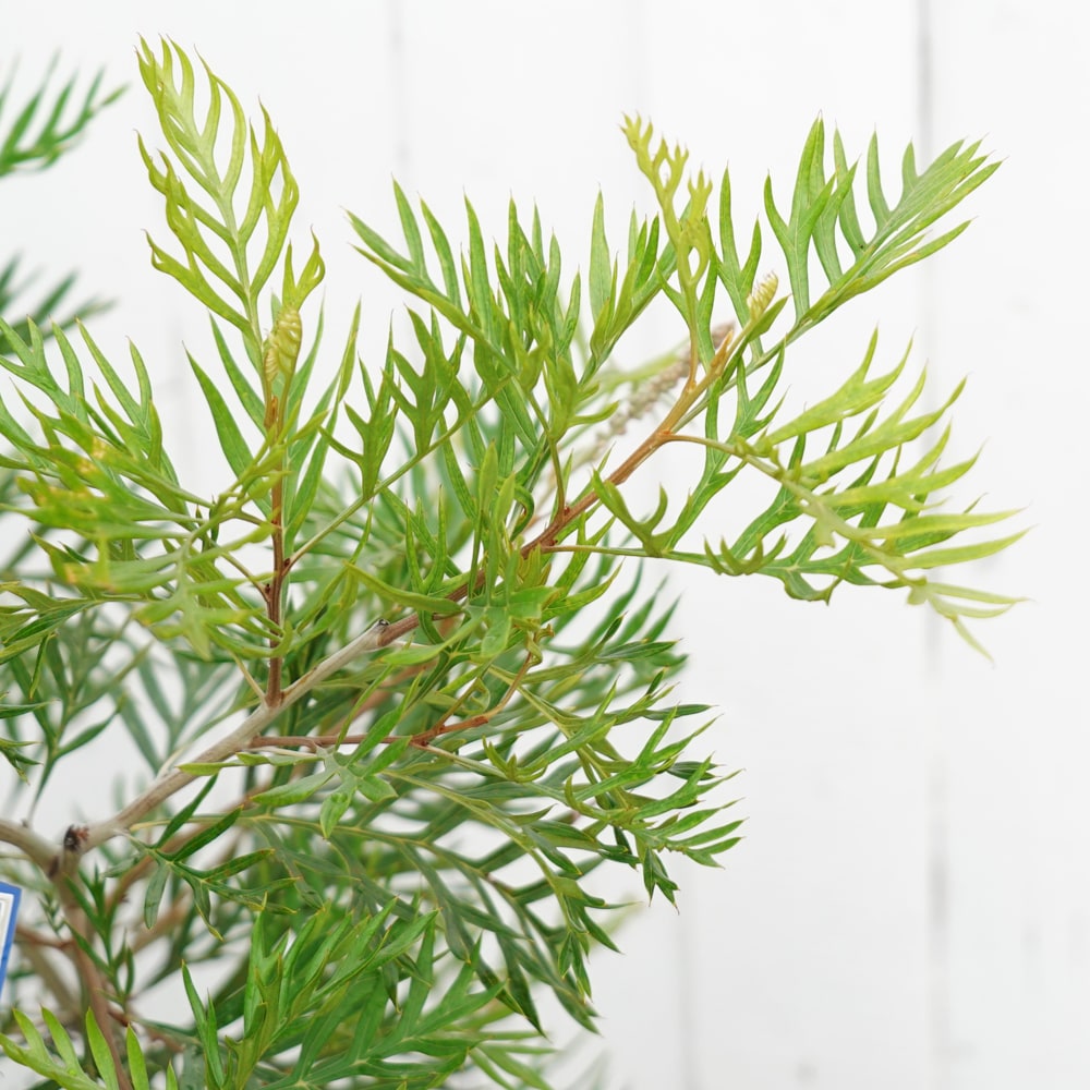 グレビレア ロビンゴードン 1