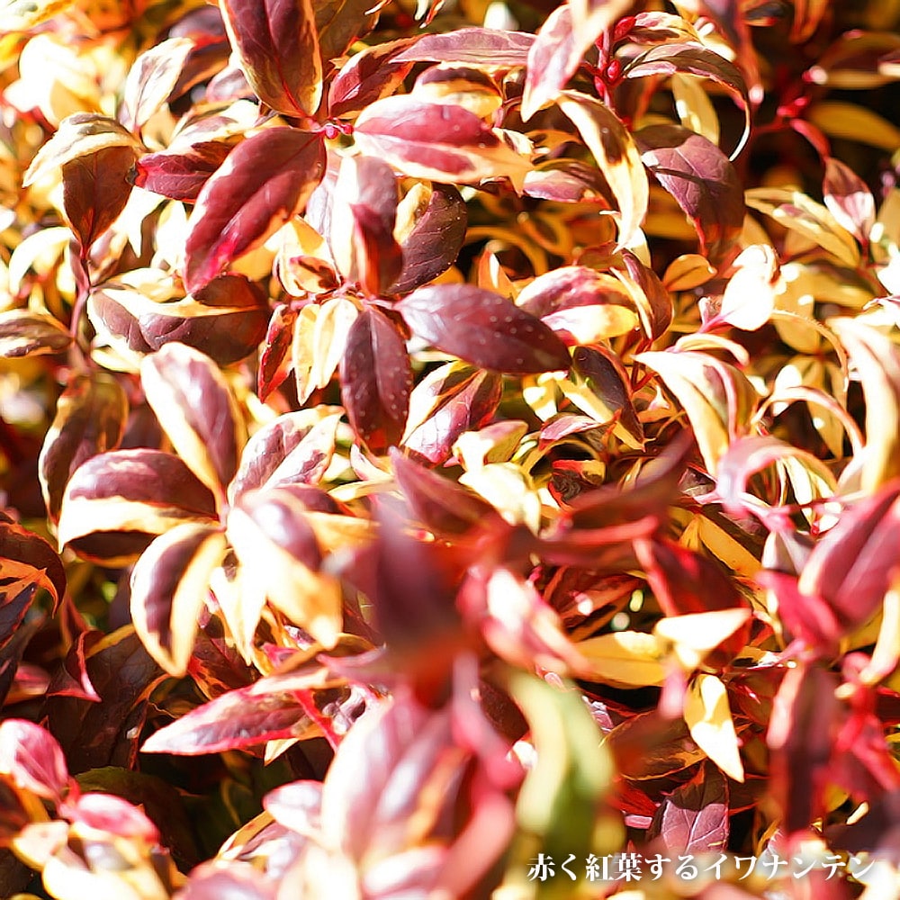 西洋イワナンテン トリカラー 4