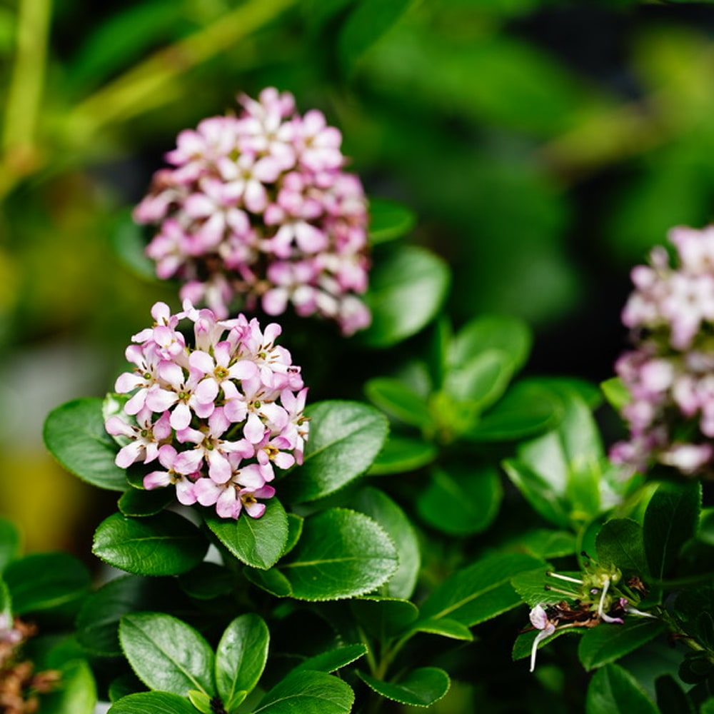 エスカロニア ピンクエル 2