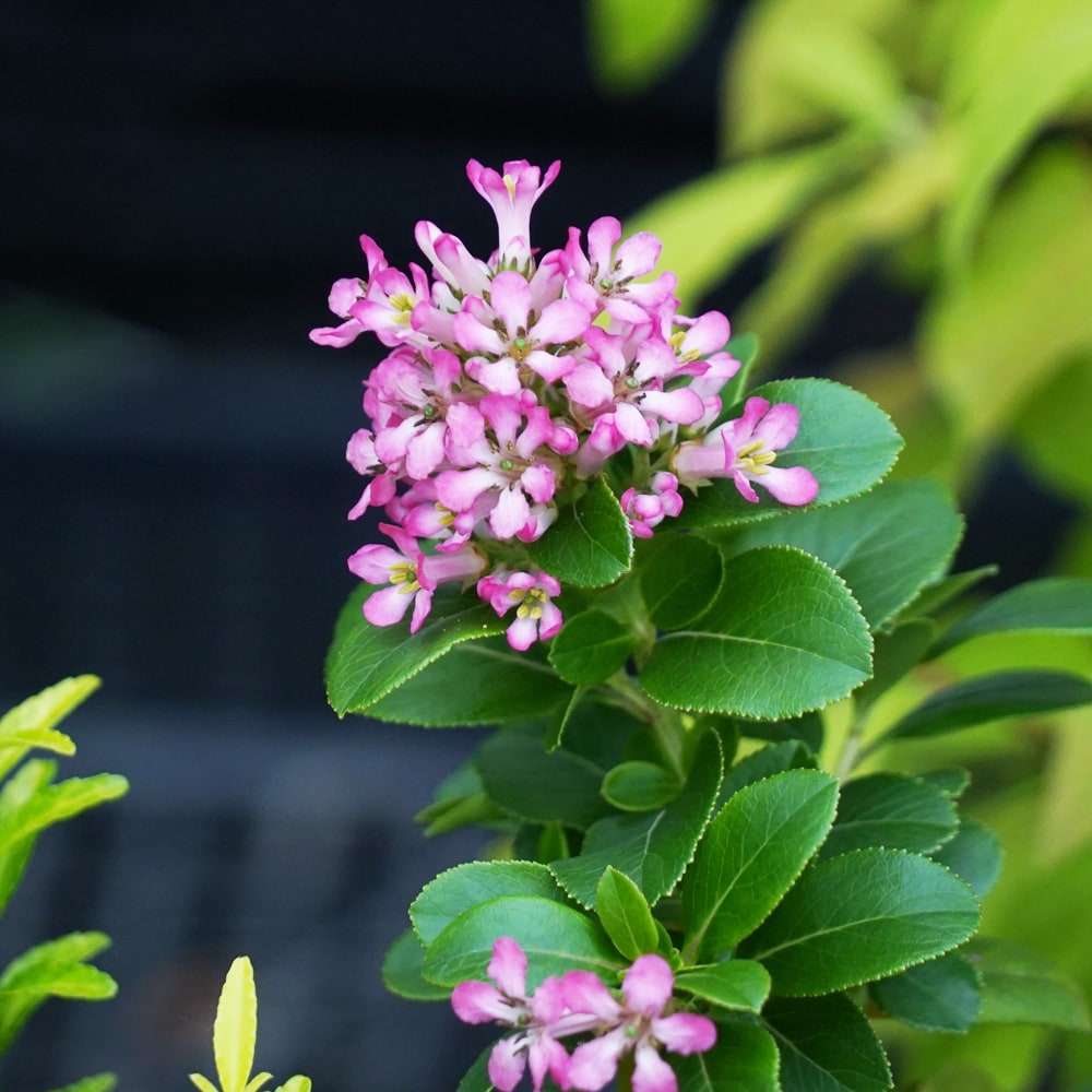 エスカロニア ピンクエル 1