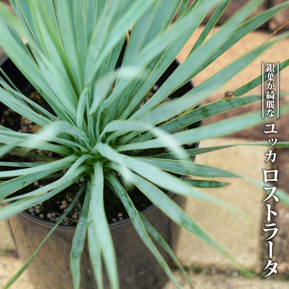 ユッカ ロストラータ 苗 おすすめ 苗木部 By 花ひろばオンライン