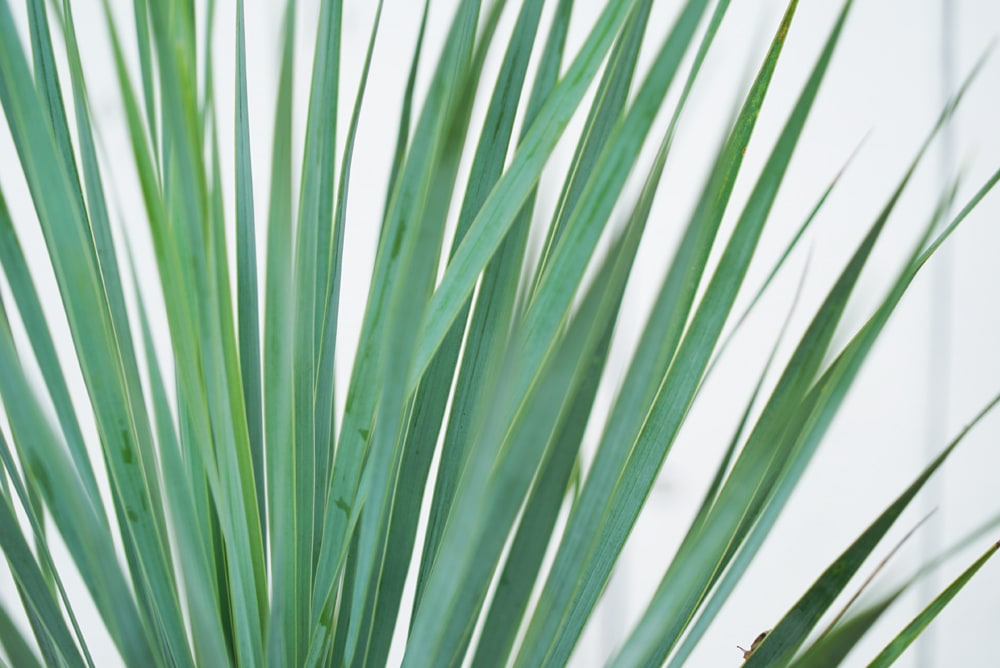 ユッカ ロストラータ 1