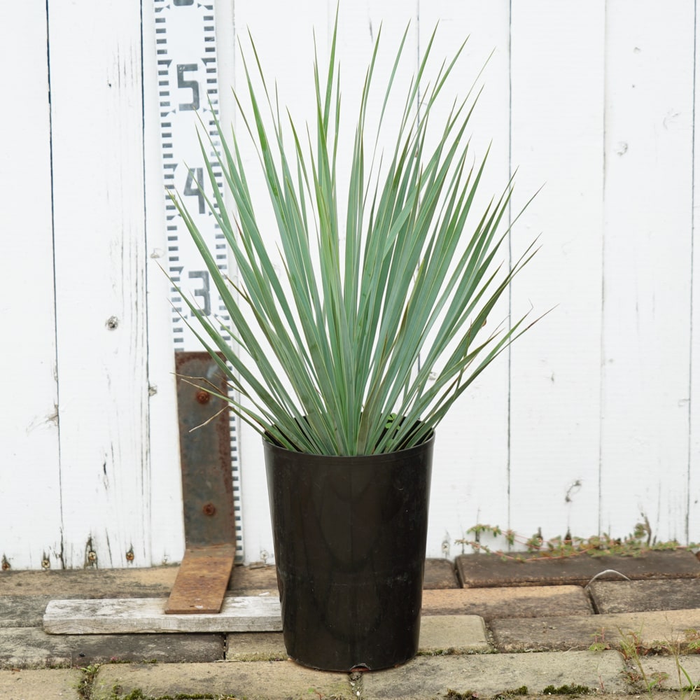 ユッカ ロストラータ 苗 おすすめ 苗木部 By 花ひろばオンライン