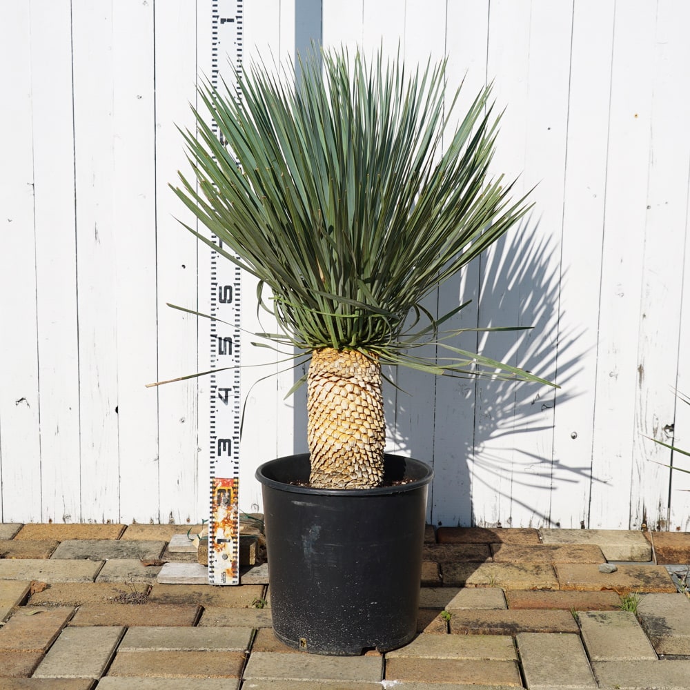 ユッカ ロストラータ 苗 通販 苗木部 By 花ひろばオンライン