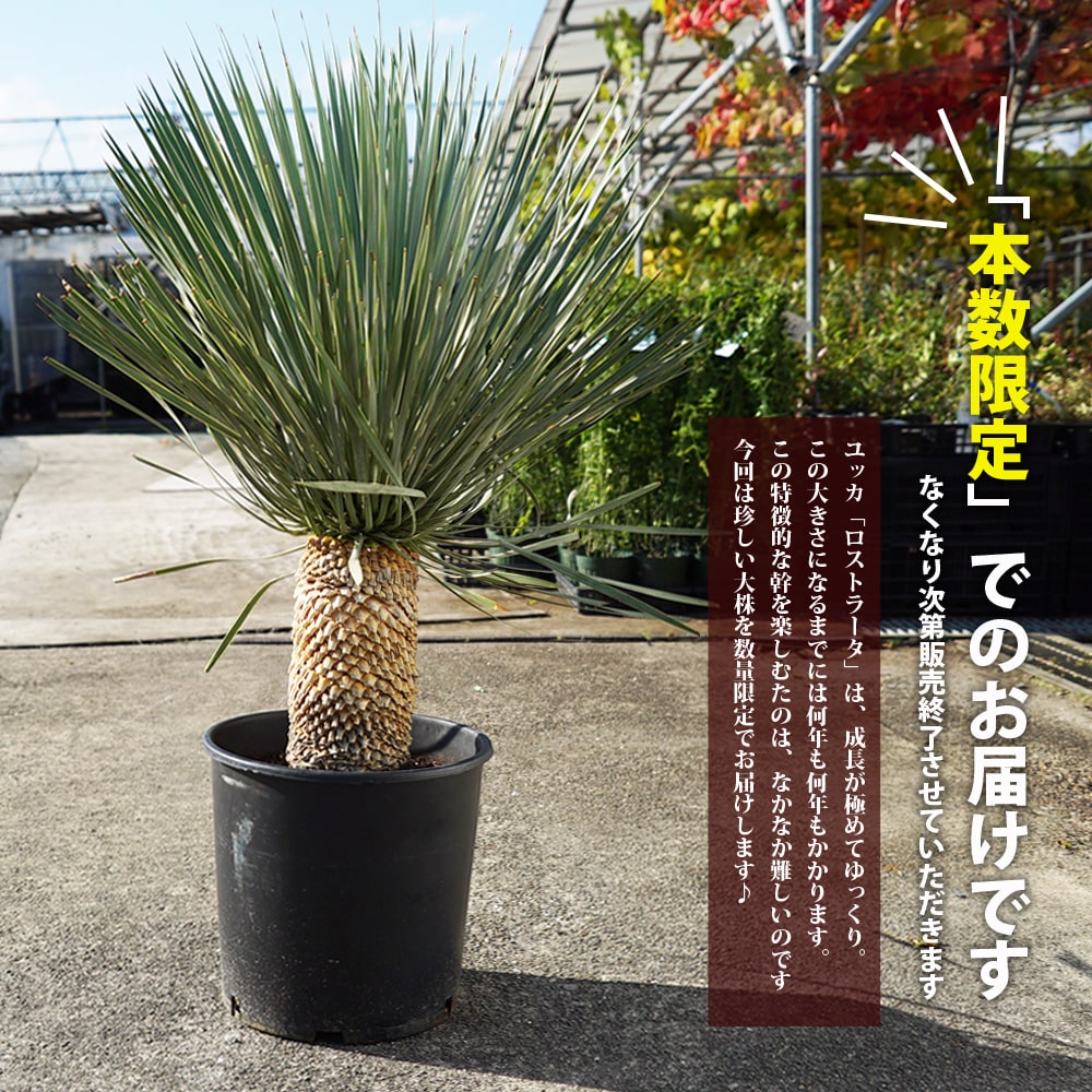 ユッカ ロストラータ 苗 通販 苗木部 By 花ひろばオンライン