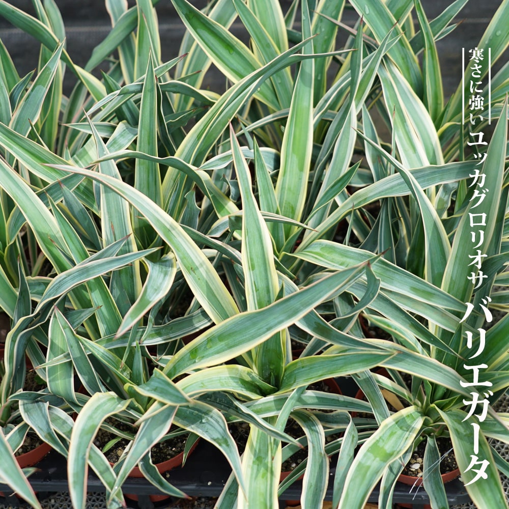 ユッカ バエリガータ 