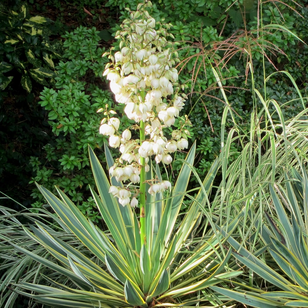 ユッカ バエリガータ 2