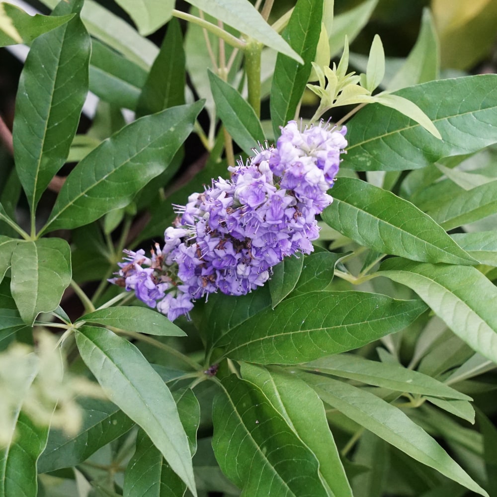 西洋ニンジンボク 青花種 苗 販売 苗木部 By 花ひろばオンライン