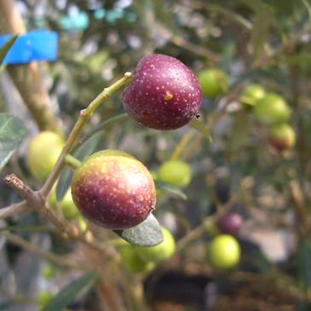 オリーブ アルベキナ 苗 販売 苗木部 By 花ひろばオンライン