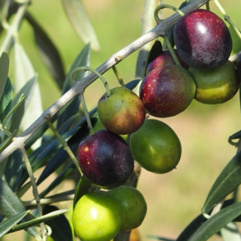 オリーブ ルッカ 