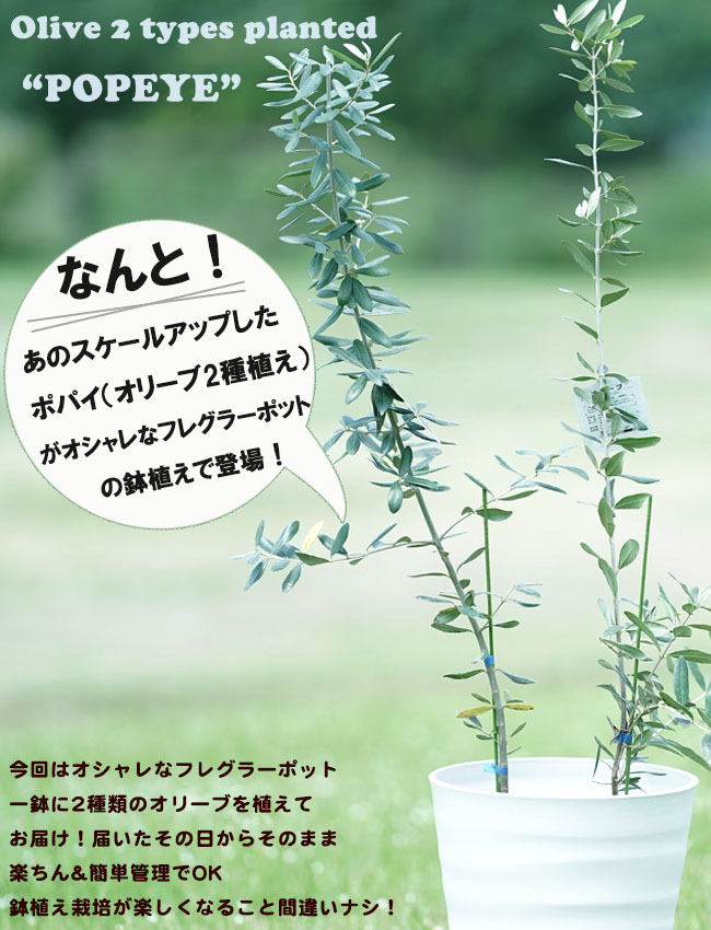 オリーブ 苗 販売 苗木部 By 花ひろばオンライン