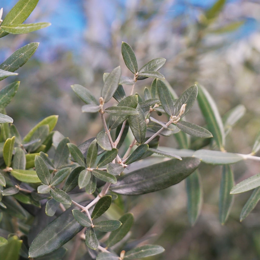 オリーブ ブガ 1