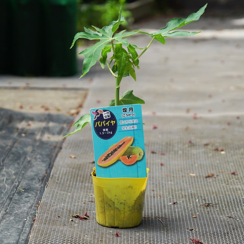 パパイヤ 煌月 