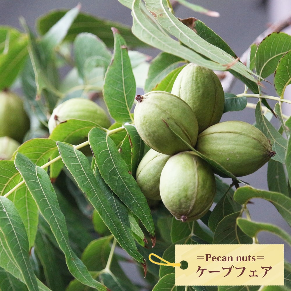 ペカンナッツ ケープフェア 苗 販売 苗木部 By 花ひろばオンライン