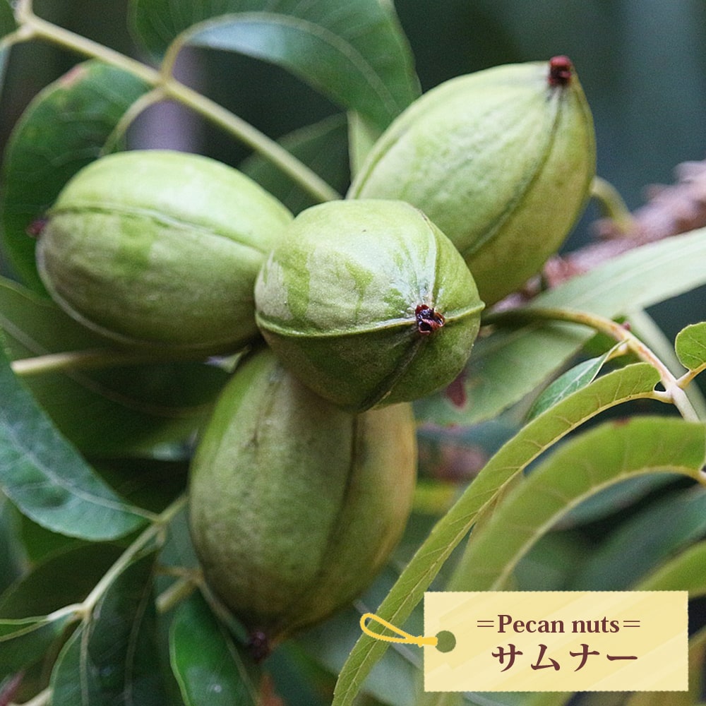 ペカンナッツ サムナー 
